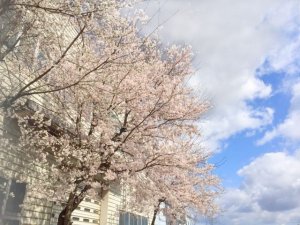 2019年 桜1