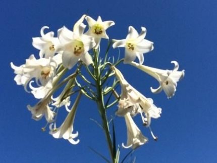 立てば芍薬　座れば牡丹　歩く姿は百合の花